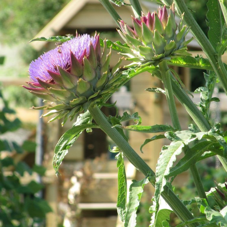 Holiday home garden